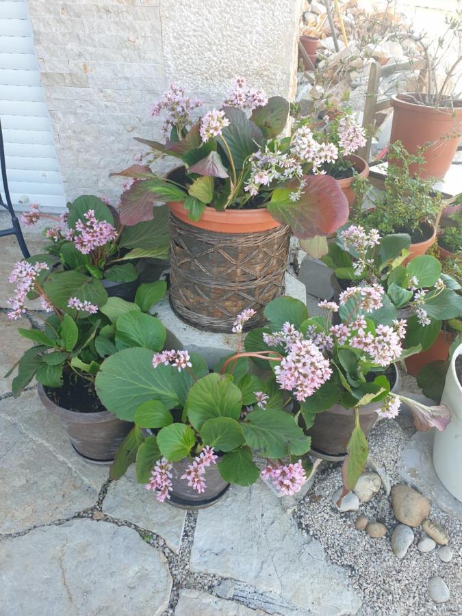 Appartamento Delia Međugorje Esterno foto